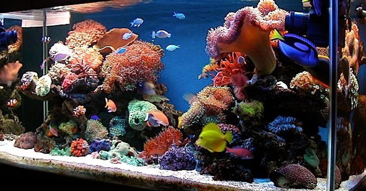 150 gallons reef tank (mostly live coral and fish) - latest update