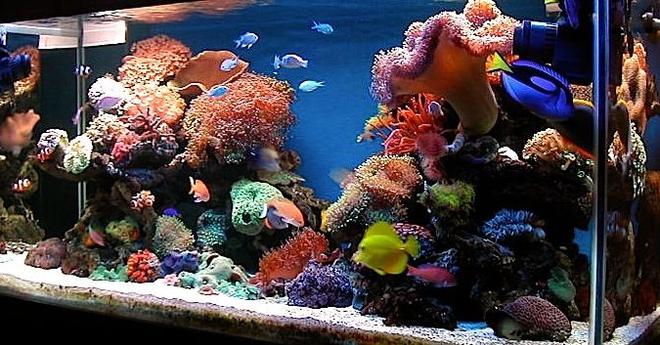 150 gallons reef tank (mostly live coral and fish) - latest update