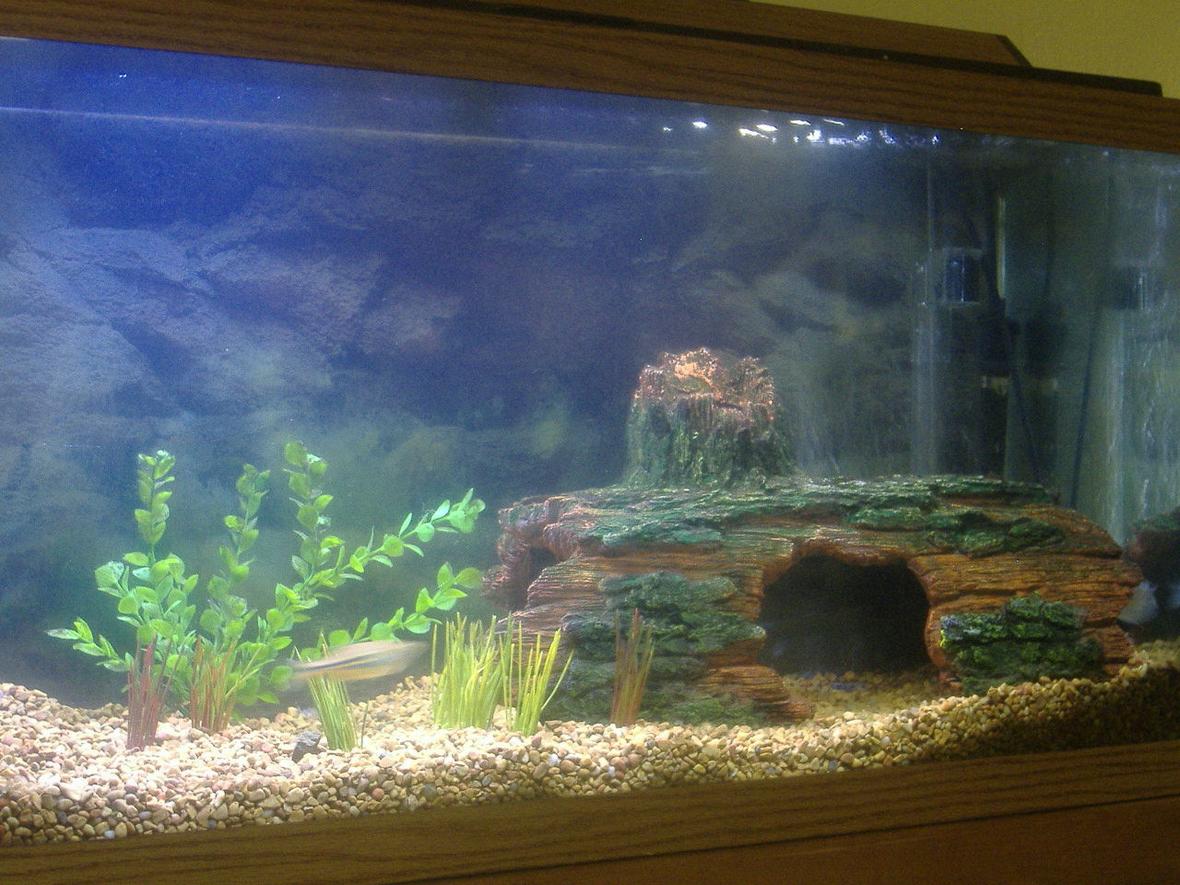 30 gallons freshwater fish tank (mostly fish and non-living decorations) - this is my 30 gallon tank