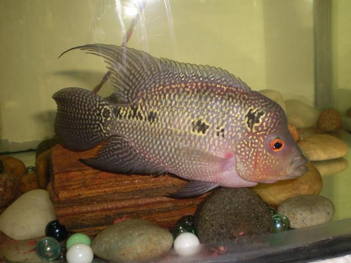freshwater fish - cichlasoma sp. - flower horn cichlid stocking in 25 gallons tank - Can anyone tell me whether my FlowerHorn will grow big in size and whether it is pure breed or not? This is now 6 months old.