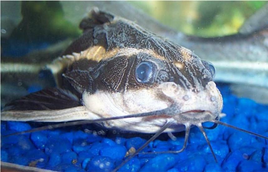 Rated #81: Freshwater Fish - Platydoras Costatus - Striped Raphael Catfish Stocking In 72 Gallons Tank - Striped Raphael Catfish, Platydoras Costatus