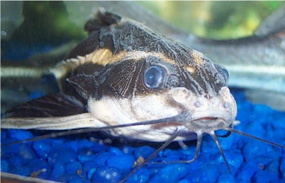 freshwater fish - platydoras costatus - striped raphael catfish stocking in 72 gallons tank - Striped Raphael Catfish, Platydoras Costatus