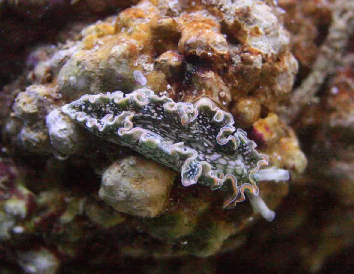 corals inverts - tridachia crispata - lettuce sea slug (nudibranch) stocking in 155 gallons tank - Lettuce slug