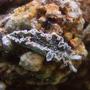 corals inverts - tridachia crispata - lettuce sea slug (nudibranch) stocking in 155 gallons tank - Lettuce slug