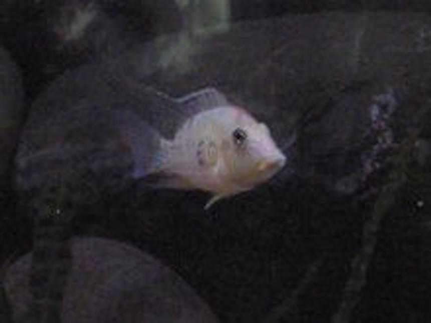 Rated #2375: Freshwater Fish - Geophagus Steindachneri - Red Hump Geophagus Stocking In 20 Gallons Tank - My Red Humped Geo