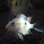 freshwater fish - thorichthys meeki - firemouth cichlid stocking in 20 gallons tank - My Firemouth