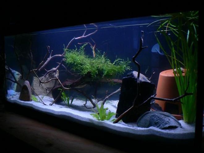 125 gallons planted tank (mostly live plants and fish) - My new pleco breeding 20 long, has a few lives plants and some manzanita driftwood.