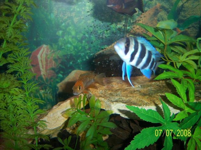 freshwater fish - cyphotilapia frontosa - frontosa cichlid stocking in 180 gallons tank - my cute  tank