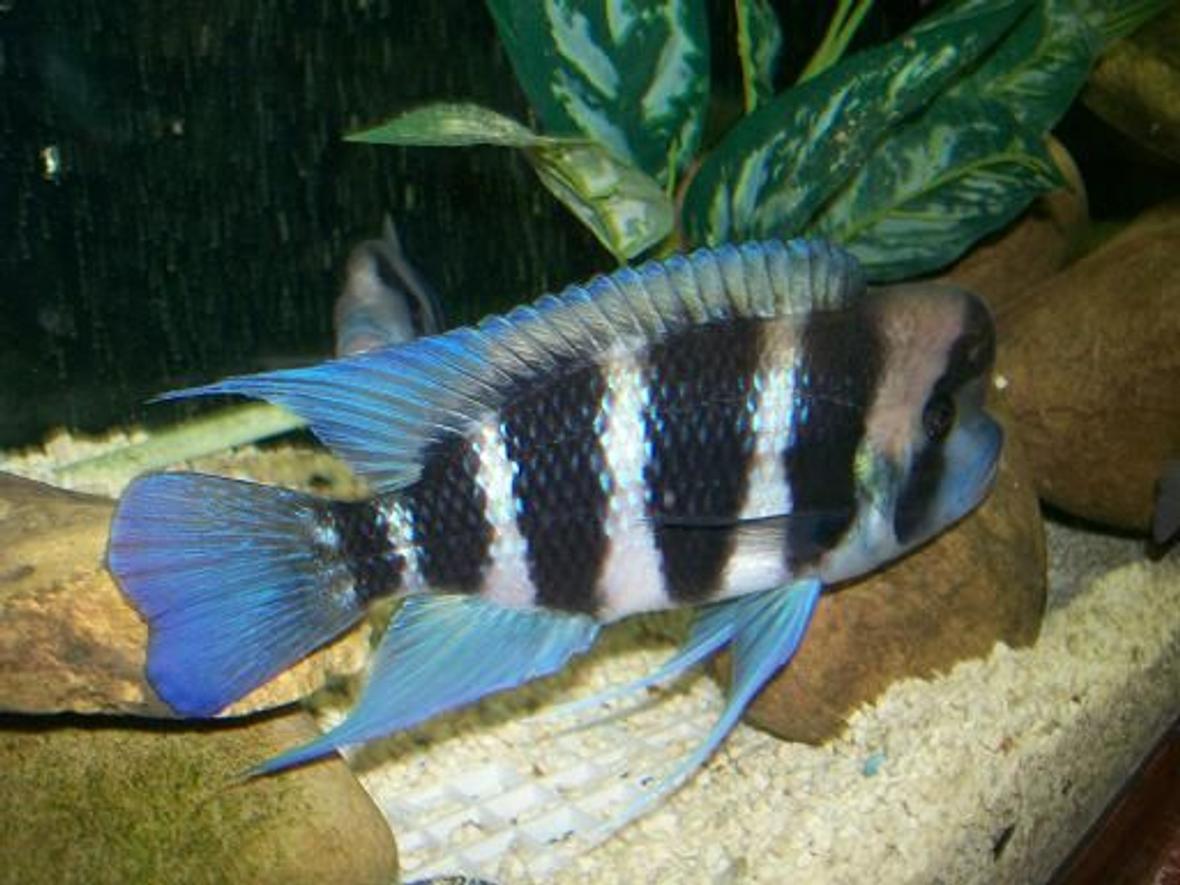 freshwater fish - cyphotilapia frontosa - frontosa cichlid stocking in 180 gallons tank - Male frontosa