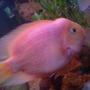 freshwater fish - heros severus x amphilophus citrinellum - blood parrot stocking in 180 gallons tank - my cute lovely fish