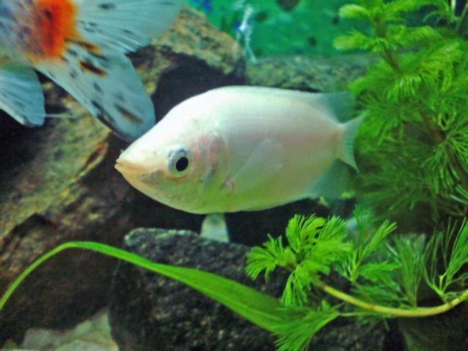freshwater fish - helostoma temmincki - kissing gourami stocking in 10 gallons tank - Kissing Gourami