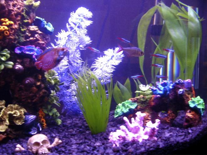 freshwater fish - paracheirodon innesi - neon tetra jumbo stocking in 16 gallons tank - 16 Gallon All-Glass Bow Front Aquarium.

9 neon tetras, 1 albino cory catfish (hiding), 1 colombian red tail tetra, 1 rubber-lip sucker fish, and 1 dwarf gourami.