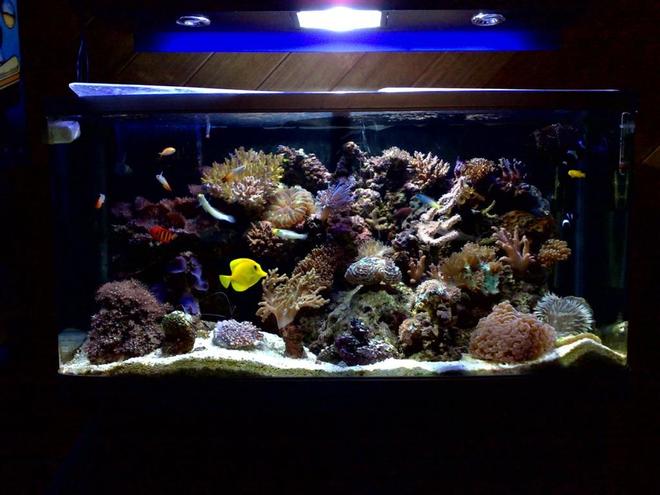 55 gallons reef tank (mostly live coral and fish) - fully stocked