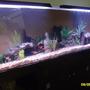 115 gallons freshwater fish tank (mostly fish and non-living decorations) - a better picture of my tank with a few new things and different set up and my "night" lighting on it. they are just 2 24" 20 watt basic bulbs