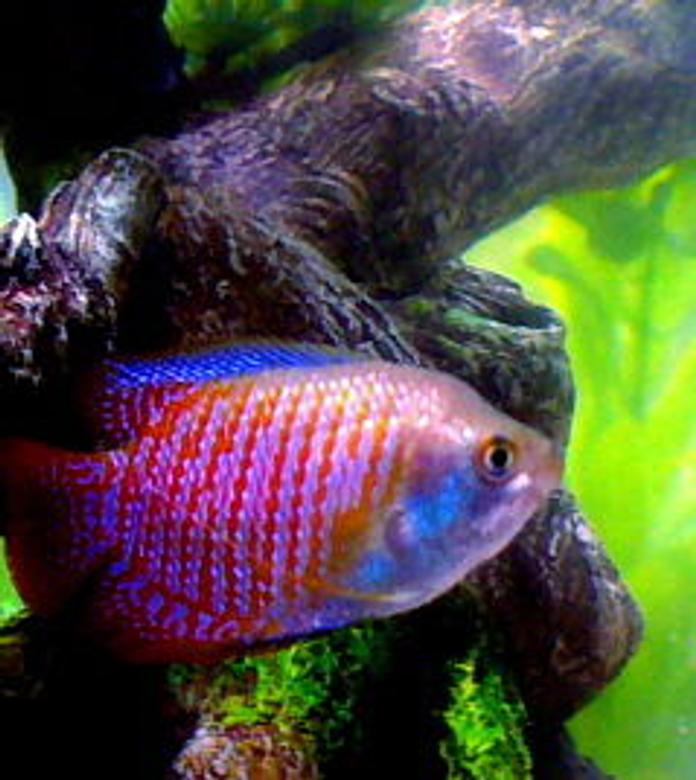 freshwater fish - colisa lalia - dwarf gourami stocking in 10 gallons tank - Julius, the Dwarf Gourami
