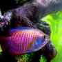 freshwater fish - colisa lalia - dwarf gourami stocking in 10 gallons tank - Julius, the Dwarf Gourami