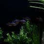 fish tank picture - Columbian Tetras