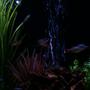 fish tank picture - Air bubbles under moonlight