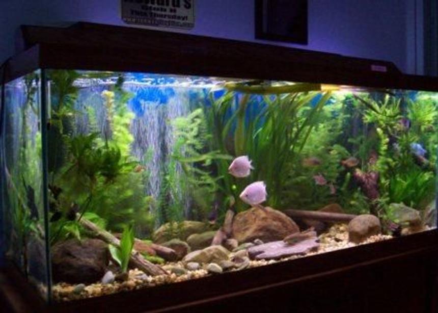 Rated #76: 75 Gallons Planted Tank - 75 Gallon Planted Tank
