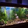 75 gallons planted tank (mostly live plants and fish) - 75 Gallon Planted Tank