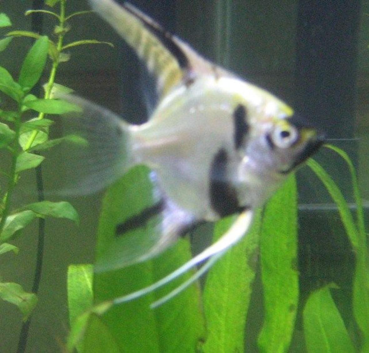 freshwater fish - pterophyllum sp. - koi angel stocking in 29 gallons tank - angelfish