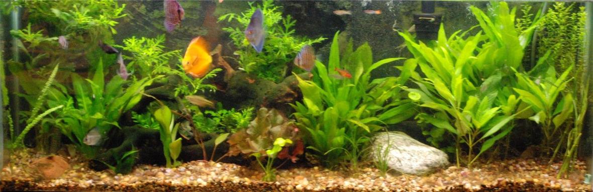 55 gallons planted tank (mostly live plants and fish) - 55 gallon planted tank Just ordered a 110RR fixing to make an upgrade really soon Im super excited about it. Goin a little more high tech.