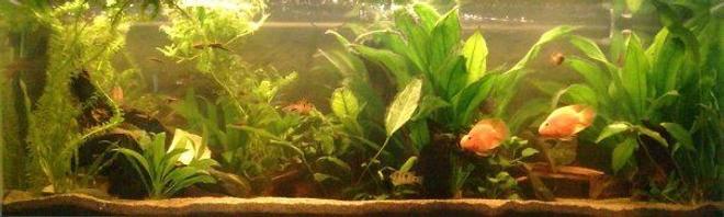 59 gallons planted tank (mostly live plants and fish) - Full view of my tank.