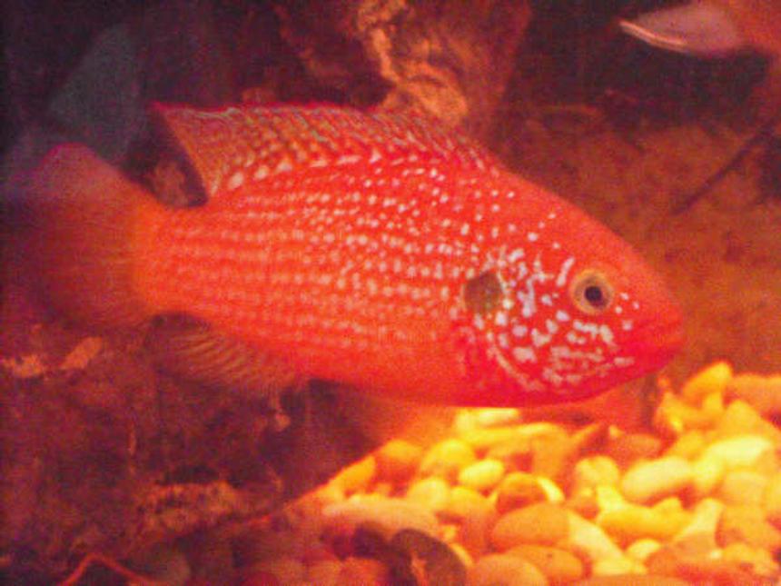 Rated #104: Freshwater Fish - Hemichromis Bimaculatus - Jewel Cichlid Stocking In 230 Gallons Tank - My Red Jewel. what do you think?