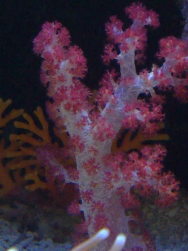 corals inverts - dendronephthya sp. - carnation tree coral stocking in 55 gallons tank - carnation coral