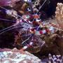 corals inverts - stenopus hispidus - banded coral shrimp stocking in 55 gallons tank - coral banded shrimp
