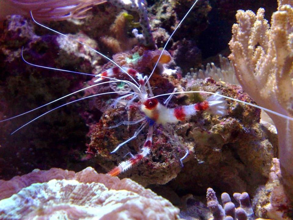 corals inverts - stenopus hispidus - banded coral shrimp stocking in 55 gallons tank - coral banded shrimp