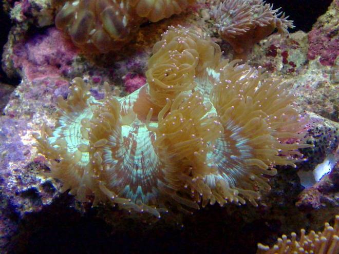 corals inverts - catalaphyllia jardinei - elegance coral stocking in 55 gallons tank - elegance coral