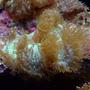 corals inverts - catalaphyllia jardinei - elegance coral stocking in 55 gallons tank - elegance coral