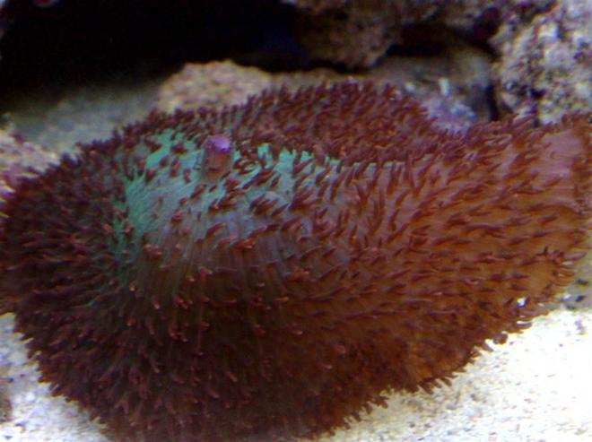 corals inverts - rhodactis mussoides - elephant ear mushroom stocking in 55 gallons tank - mushroom