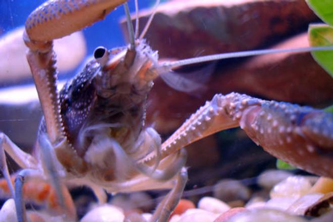 corals inverts - procambarus alleni - blue crayfish stocking in 55 gallons tank - BOO! (Or, the last thing several of my fish saw, including a dwarf gourami who died with a comically cartoonish bite out of his belly. Stupid crawfish.) Procambarus alleni (I think).