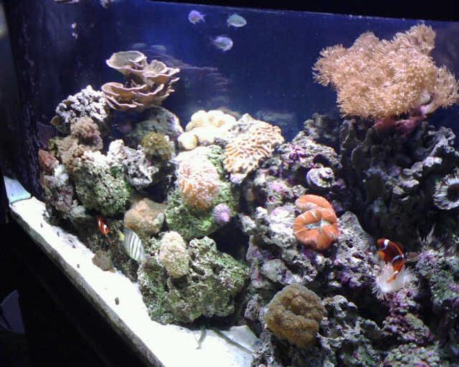 corals inverts - trachyphyllia geoffroyi - brain coral stocking in 90 gallons tank - Tank view