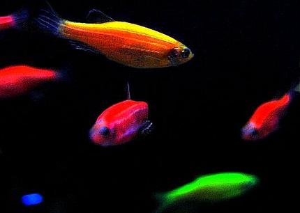 freshwater fish - puntius conchonius - rosy barb stocking in 29 gallons tank - 29 gallon Bio cube pics