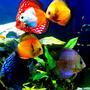 freshwater fish - symphysodon sp. - yellow marlboro discus stocking in 29 gallons tank - 29 gallon Bio cube pics