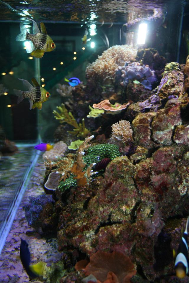 75 gallons reef tank (mostly live coral and fish) - 75 Gallon Oceanic Reef Ready. Canopy Mounted Aqualight Pro Retrofit with          (2-150watt Ushio 10k's, 2-96w Actinics, and 4 Lunars) 30 Gallon Oceanic Sump with (150 Pro Clear Skimmer, 25w LifeGuard UV Sterilizer, MagDrive 7 Return Pump) Tank Flow with 2-Seio 1100's.