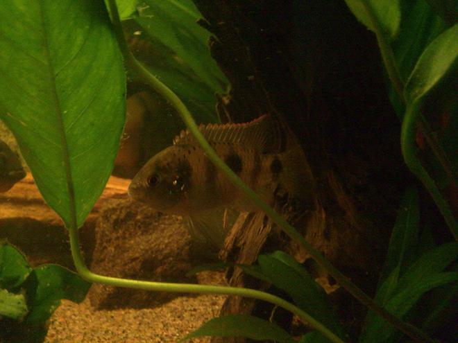 freshwater fish - anomalochromis thomasi - african butterfly cichlid stocking in 59 gallons tank - Anomalochromis thomasi