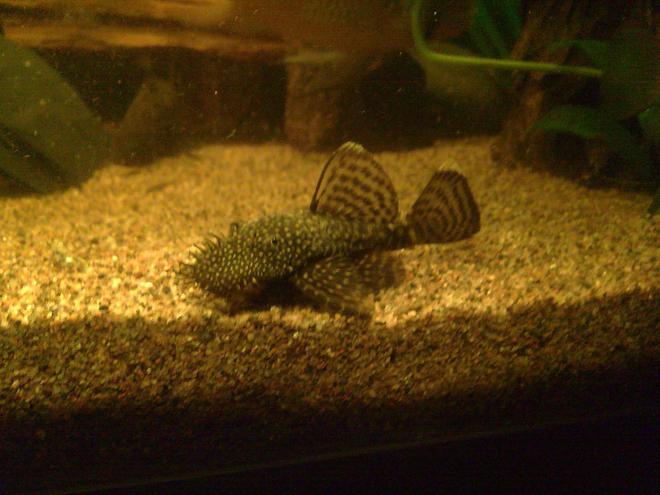 freshwater fish - ancistrus sp. - bushy nose pleco l-144 stocking in 59 gallons tank - Ancistrus sp.