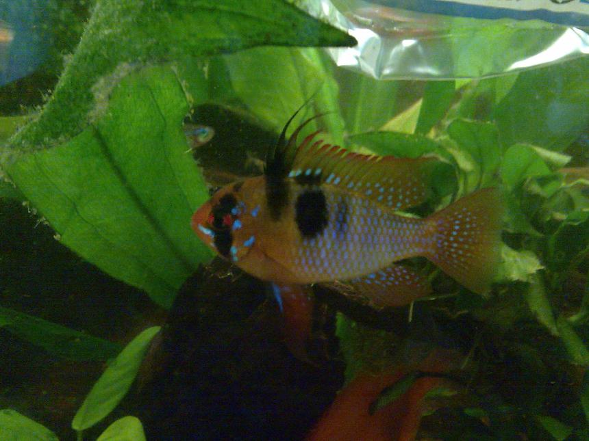 Rated #584: Freshwater Fish - Papiliochromis Ramirezi - German Blue Ram Stocking In 59 Gallons Tank - Mikrogeophagus ramirezi