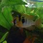 freshwater fish - papiliochromis ramirezi - german blue ram stocking in 59 gallons tank - Mikrogeophagus ramirezi