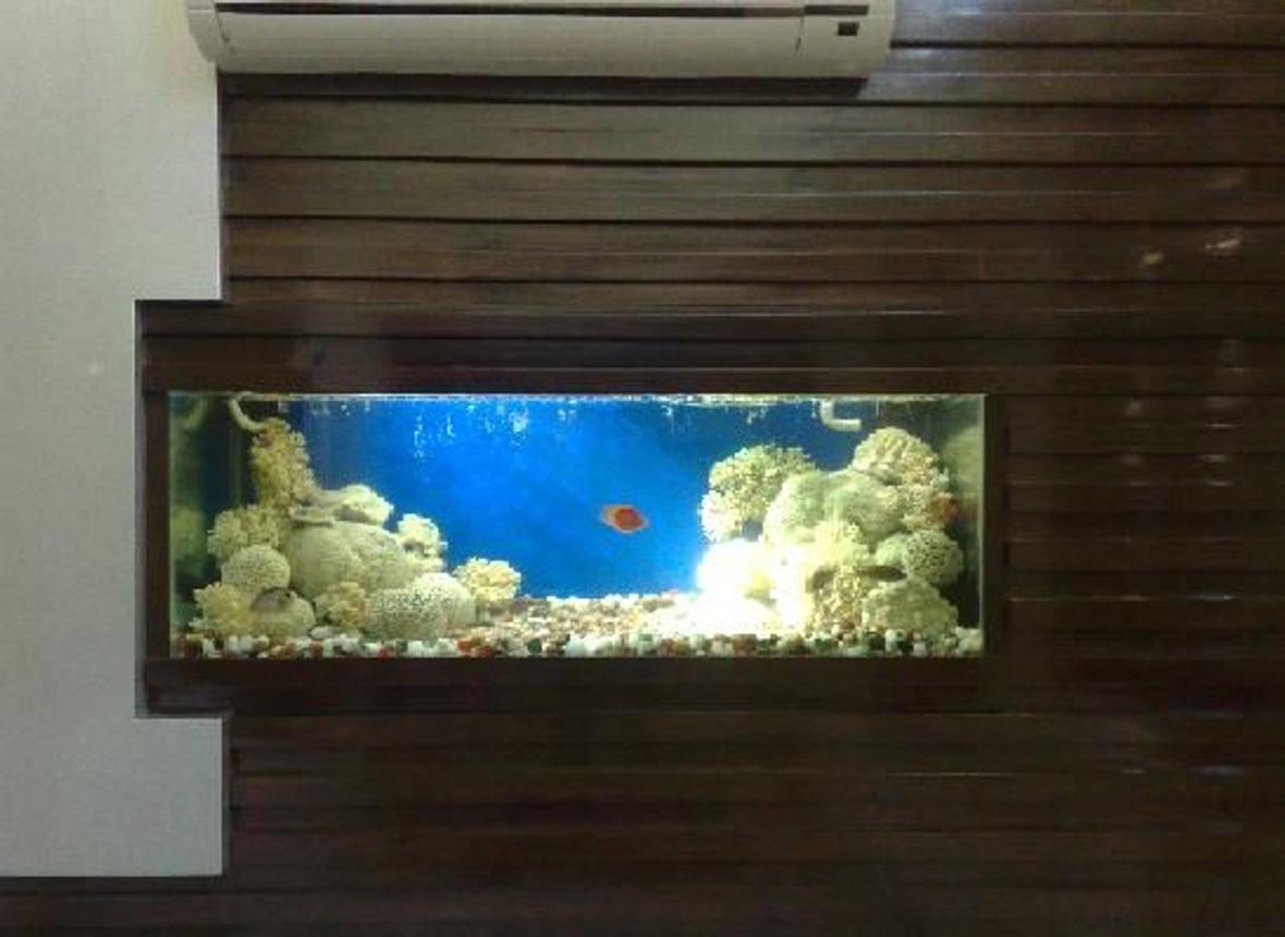 70 gallons freshwater fish tank (mostly fish and non-living decorations) - This is my second tank in my drawing room wall my tank size is L 5'x D3' x h3 'i have used Dead Coral UV filter External Filter and Under gravel filterin this tank