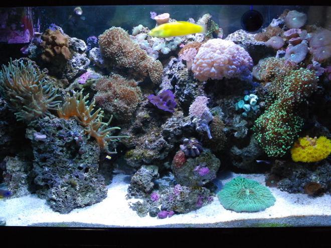 58 gallons reef tank (mostly live coral and fish) - My 58 gallon, 15 year old tank