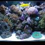 58 gallons reef tank (mostly live coral and fish) - My 58 gallon, 15 year old tank