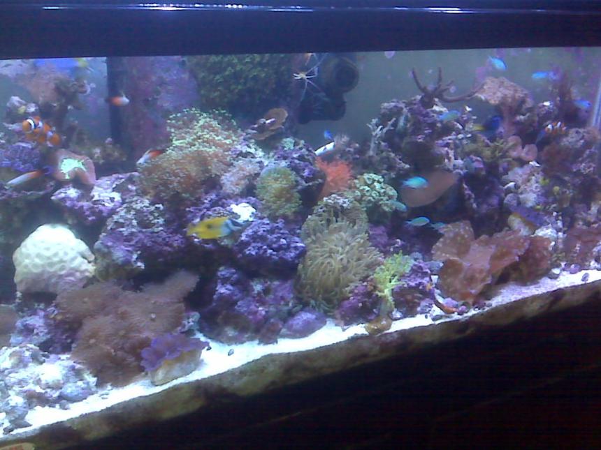 Rated #55: 95 Gallons Reef Tank - full tank shot!
