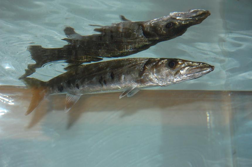 Rated #1295: Freshwater Fish - Acestrorhynchus Falcatus - Red Tail Barracuda Stocking In 55 Gallons Tank - my cuda.i call him bubbles:)