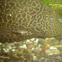 freshwater fish - glyptoperichthys gibbiceps - sailfin pleco (l-83) stocking in 70 gallons tank - alevin cichlid et pleco