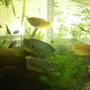 freshwater fish - trichogaster trichopterus - gold gourami stocking in 70 gallons tank - gourami